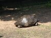 Galapagas Bruņurupuču svēršana Rīgas Zooloģiskajā dārzā 2011